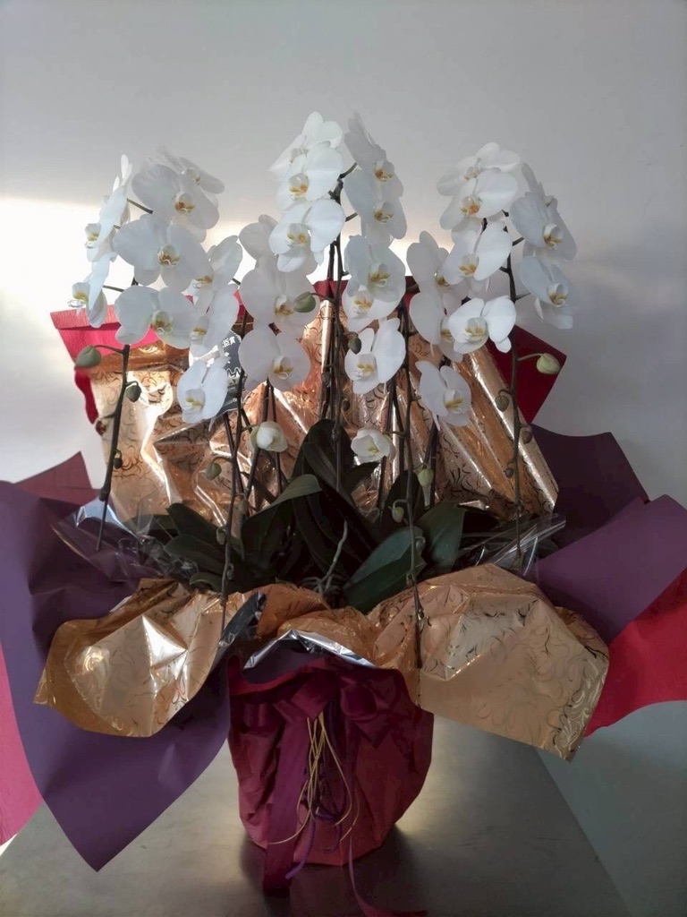 お祝いに胡蝶蘭が選ばれる理由