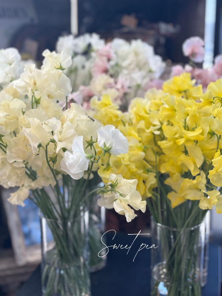 1月21日は「スイートピーの日」